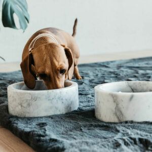 Kentucky dogwear hundskål marmor tax